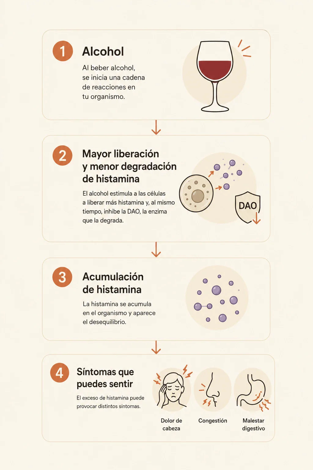 ¿Qué ocurre realmente en tu organismo cuando bebes alcohol?